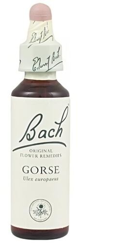 Original Flower Essences Bach 13 Gaspeldoorn 20 ml