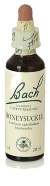 Original Flower Essences Bach 16 Kamperfoelie 20 ml